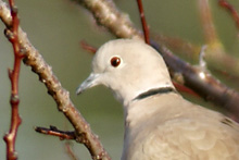 Eurasian Collared-Dove slideshow